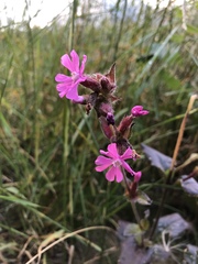 Silene dioica
