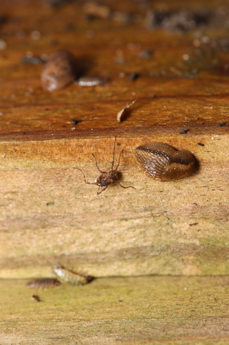Spring Harvestman, Anna Paulowna, Nederland, photo 8 of 10