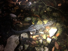 Crocodylus moreletii