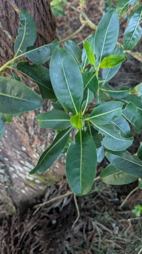 Psychotria greenwelliae observed 2025-02-13