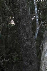 Sideroxylon inerme inerme