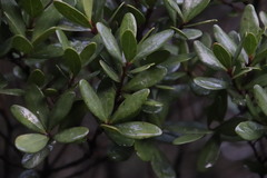 Sideroxylon inerme inerme