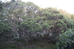Sideroxylon inerme inerme