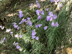 Campanula rotundifolia