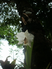 Cattleya quadricolor