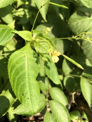 Impatiens parviflora