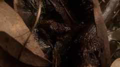 Crinia parinsignifera