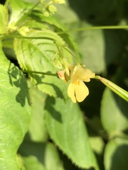 Impatiens parviflora