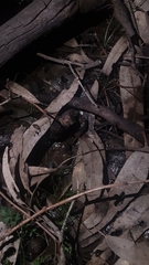 Crinia parinsignifera