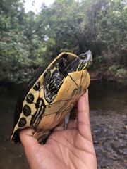 Trachemys venusta venusta