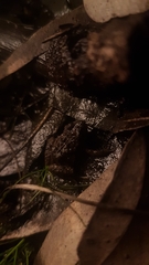 Crinia parinsignifera