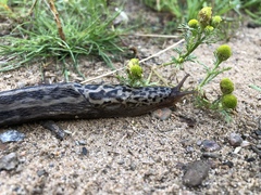 Limax maximus
