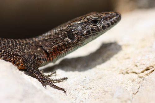Blue-throated Keeled Lizard, photo 5 of 8