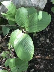 Rhamnus alpina