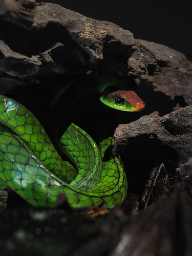 White-fronted Sipo