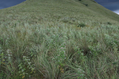 Rubus ludwigii, photograph 6