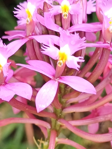 Image of Epidendrum arachnoglossum by no rights reserved