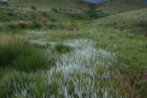Image of Helichrysum auronitens by (c) Tony Rebelo, some rights reserved (CC BY-SA)