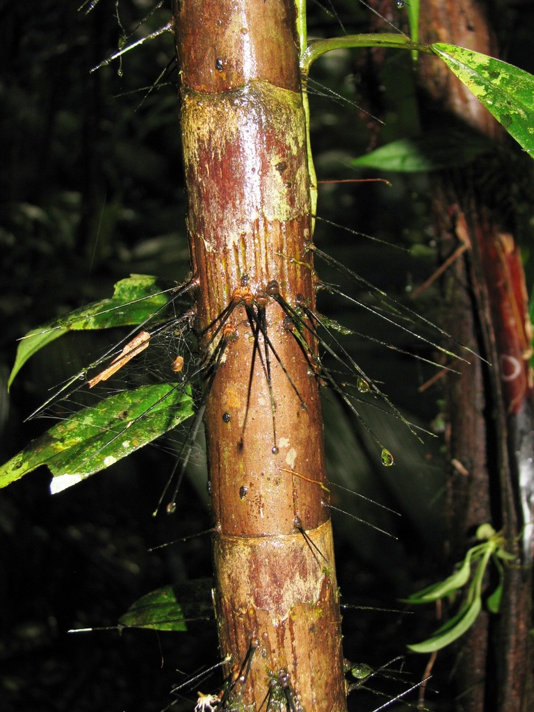 Bactris coloradonis
