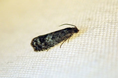 Grapholita packardi
