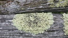 Parmeliopsis ambigua