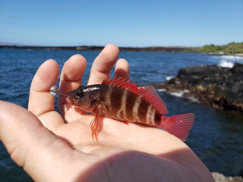Photo of Banded Hawkfish (Cirrhitops fasciatus)