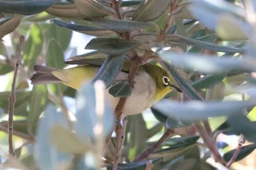 Swinhoe's White-eye (Zosterops simplex), photo 9