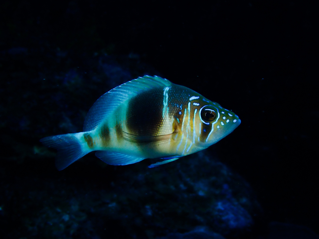 Barred Hamlet