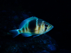 Barred Hamlet photo 1