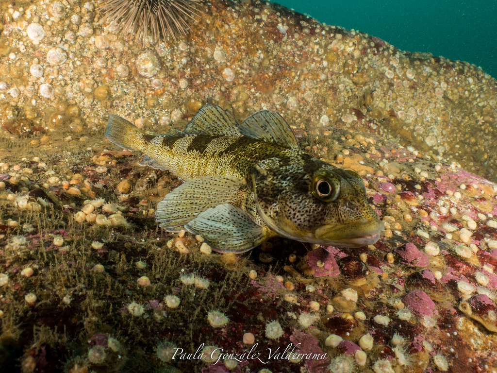 Chilean Thornfish