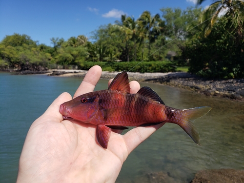 Banded goatfish (Parupeneus multifasciatus) — Mullidae — 2
