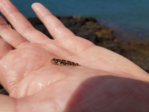 Cocos frillgoby (Bathygobius cocosensis) — Gobiidae — 3