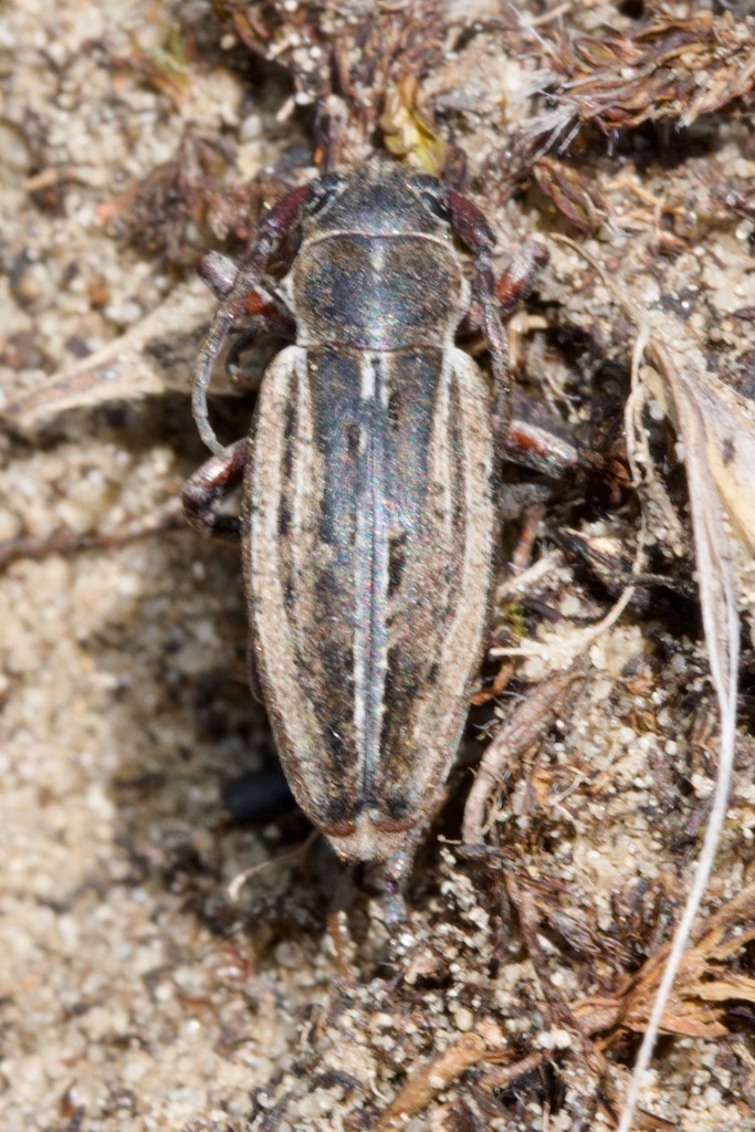 Dorcadion decipiens