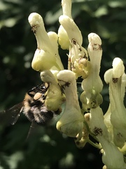 Bombus gerstaeckeri