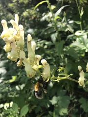 Bombus gerstaeckeri