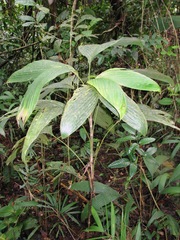 Bactris hondurensis