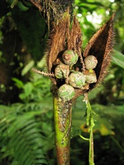 Bactris hondurensis