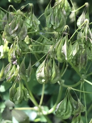 Thalictrum aquilegiifolium
