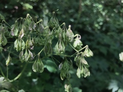Thalictrum aquilegiifolium