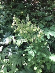 Thalictrum aquilegiifolium