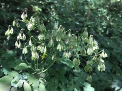 Thalictrum aquilegiifolium