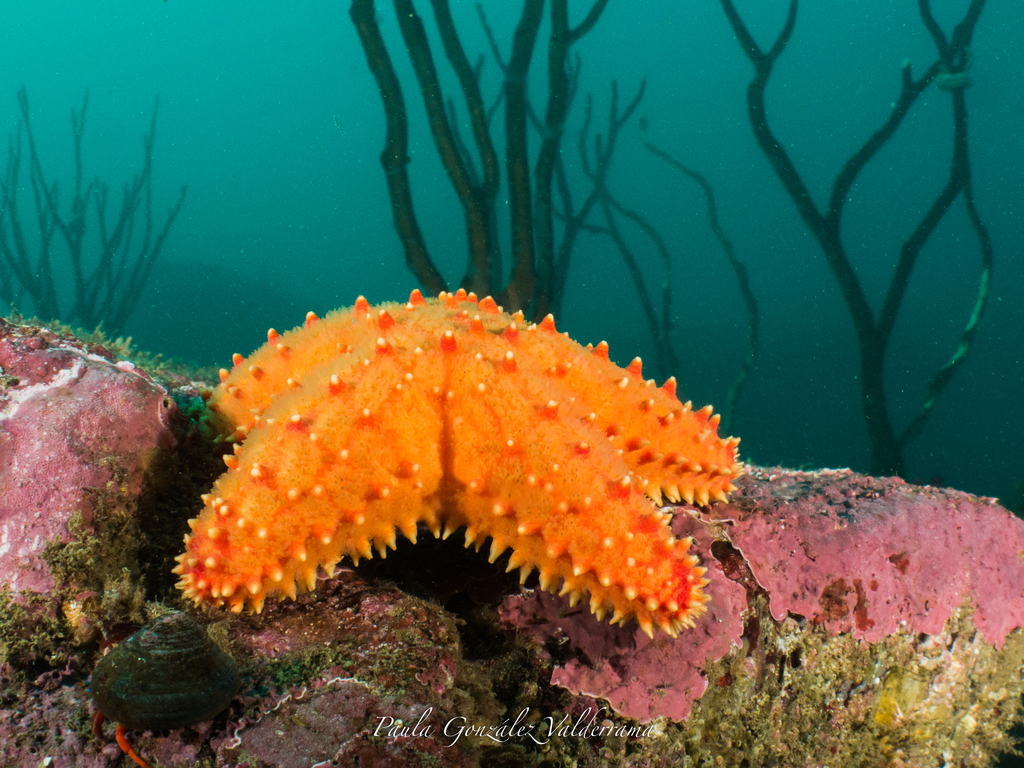 Poraniopsis