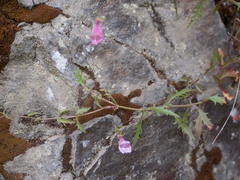 Penstemon richardsonii