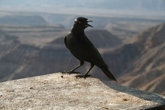 Onychognathus nabouroup