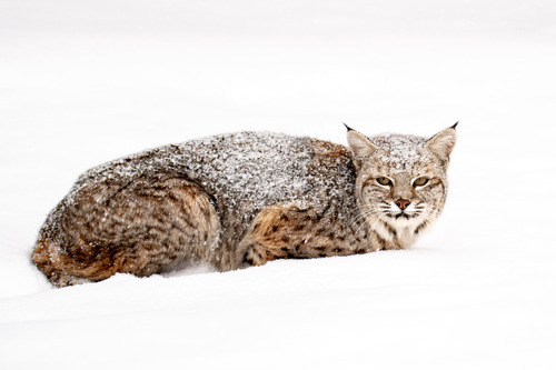 Bobcat photographed in Montana