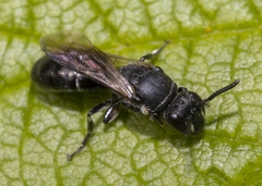 Hylaeus