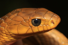 Indigo Snake photo 2