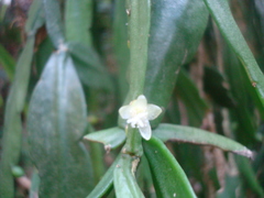 Rhipsalis micrantha
