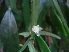 Rhipsalis micrantha