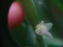 Rhipsalis micrantha